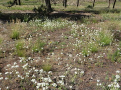Ornithogalum dubium