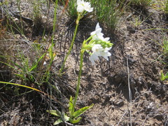 Ornithogalum dubium