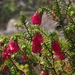 Darwinia leiostyla - Photo (c) Jenny Donald, μερικά δικαιώματα διατηρούνται (CC BY-NC), uploaded by Jenny Donald