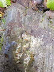 Chlorochroa pinicola