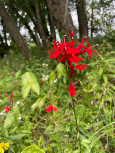 Cardinal Flower