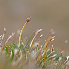 Phylloscirpus boliviensis