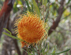 Banksia formosa