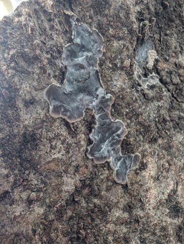 Auricularia mesenterica