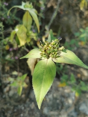 Euphorbia schiedeana