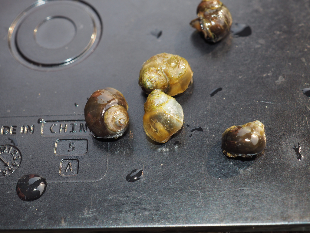 Ashy Pebblesnail