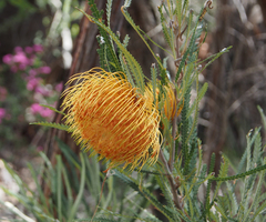 Banksia formosa