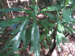 Placospermum coriaceum