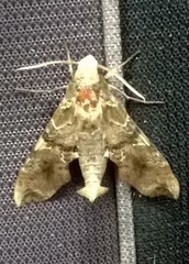 Callionima grisescens