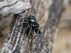 Heliophanus chovdensis