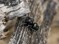 Heliophanus chovdensis