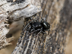 Heliophanus chovdensis