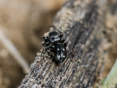 Heliophanus chovdensis