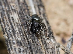 Heliophanus chovdensis