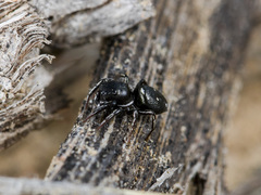 Heliophanus chovdensis