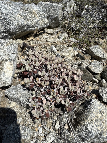 ternate buckwheat (Eriogonum ternatum)