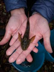Cottus gobio