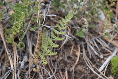 Myriopteris fendleri