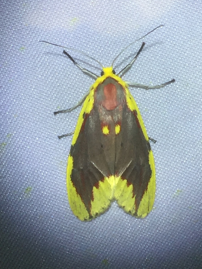 Lactura coleoxantha