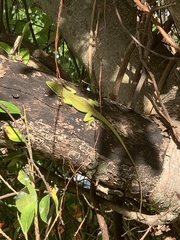 Anolis carolinensis