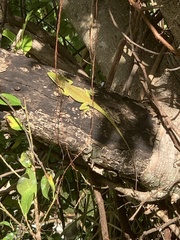 Anolis carolinensis