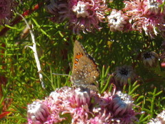 Aloeides thyra thyra