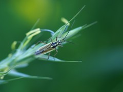 Leptopterna dolabrata