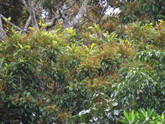 Placospermum coriaceum