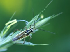 Leptopterna dolabrata