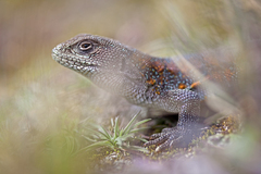 Liolaemus forsteri