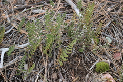 Myriopteris fendleri