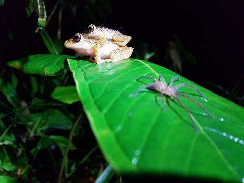 Bacon Rainfrog, Pristimantis laticlavius