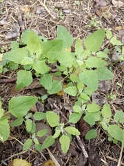 Chenopodium album