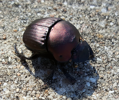 Phanaeus triangularis