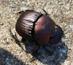 Phanaeus triangularis