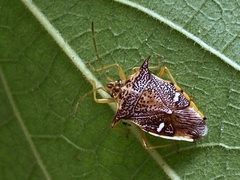 Elasmucha longirostris