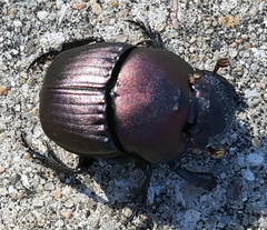 Phanaeus triangularis