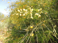 Senegalia bonariensis