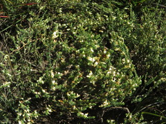 Aspalathus hispida albiflora