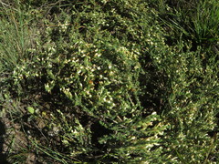 Aspalathus hispida albiflora