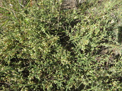 Aspalathus hispida albiflora