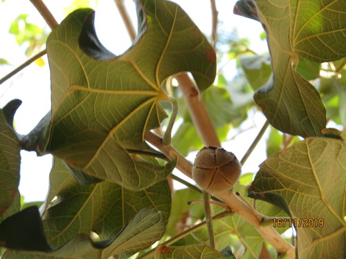 Azanza (Thespesia garckeana)