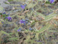 Echium gaditanum