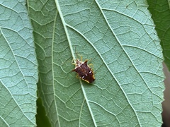 Elasmucha longirostris