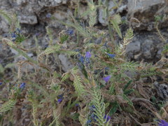 Echium gaditanum