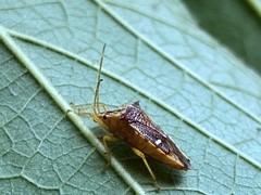 Elasmucha longirostris