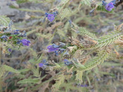 Echium gaditanum