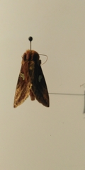 Autographa excelsa
