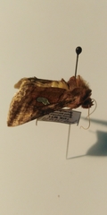 Autographa excelsa