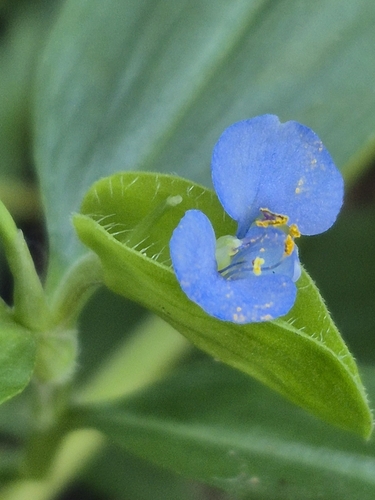 Commelina diffusa